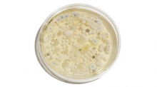 the importance of lab testing
